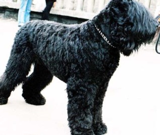 Breed fekete kutya
