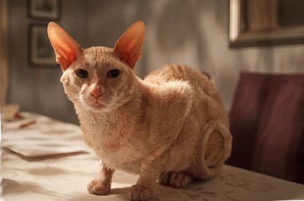 Macska fajták nagy (hosszú) fülek 16 fajták képekkel és nevek