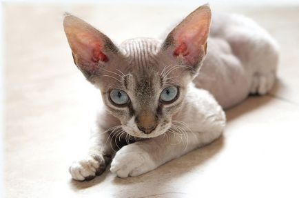 Macska fajták nagy (hosszú) fülek 16 fajták képekkel és nevek