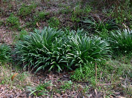 Amaryllis ültetés és ápolási otthon és a kertben; amaryllis szaporítás és az átültetést