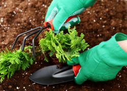 Ültetés arborvitae tavasszal, hogyan és mikor helyesen ültetett a földbe, az átültetést felnőttkori, gondoskodás, metszés,