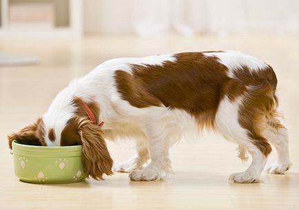 Megfelelő táplálás kutyák szabványok, idő, diéta