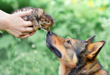 Hozzászoktatni a kutyát, hogy a cica vagy a titkok örök barátság