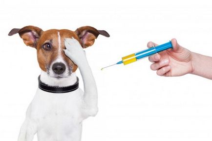 Védőoltások kutyák ütemezése és szabályok