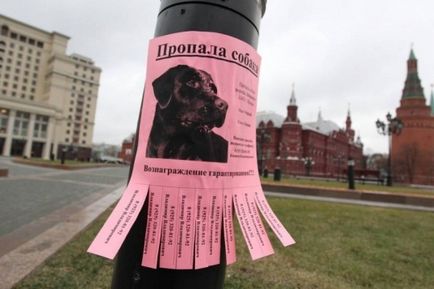 Elveszett kutya -, hogyan kell írni hirdetéseket szeretne venni a reklám