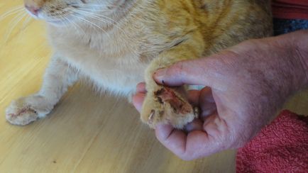 Sebek macskán - és az elsősegély és a kezelés, a kezelés a gennyes sebek