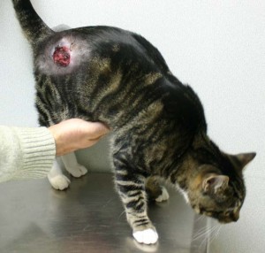 Sebek macskán - és az elsősegély és a kezelés, a kezelés a gennyes sebek