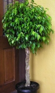 Mondja el nekünk, hogyan alkotnak a koronát a kisállat Ficus benjamina