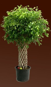 Mondja el nekünk, hogyan alkotnak a koronát a kisállat Ficus benjamina