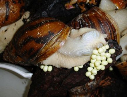 A szaporodási szárazföldi csigák cikk
