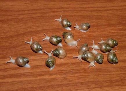A szaporodási szárazföldi csigák cikk
