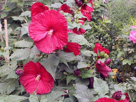 Hibiscus Garden - ültetés és tenyésztési, hibiszkusz fotó, termesztése és fenntartása hibiszkusz; típusai és