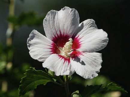 Hibiscus Garden - ültetés és tenyésztési, hibiszkusz fotó, termesztése és fenntartása hibiszkusz; típusai és