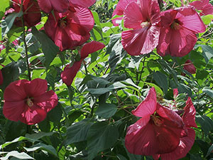 Hibiscus Garden - ültetés és tenyésztési, hibiszkusz fotó, termesztése és fenntartása hibiszkusz; típusai és