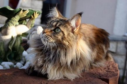 A legnagyobb macska a világon (24 fotó) - helyszíni állatbarátok
