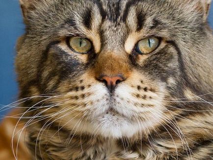 A legnagyobb macska a világon (24 fotó) - helyszíni állatbarátok