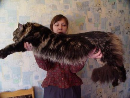 A legnagyobb macska a világon - a forrása a jó hangulat
