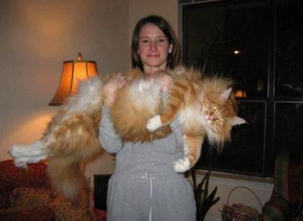 A legnagyobb macska a világon - a forrása a jó hangulat