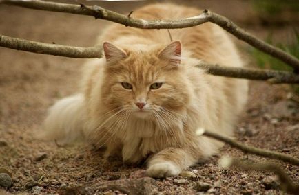 A legnagyobb macska fajták fotók és a tények, site „bögre”