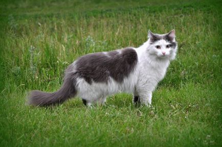 A legnagyobb macska fajták fotók és a tények, site „bögre”