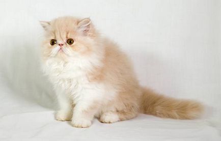 A legdrágább fajta macskák fotó macskák a legdrágább macska a világon fotók, cica legdrágább, top 10