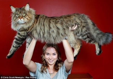 A világ legnagyobb macskája Rupert