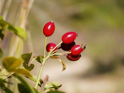 Csipkebogyó, ültetés és gondozás a nyílt terepen, fotó fajták, termesztés és tenyésztés, betegségek és a (fajták) Csipkebogyó, ültetés és gondozás a nyílt terepen, fotó fajták, termesztés és tenyésztés, betegségek és