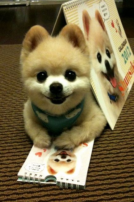 Shunsuke - a legszebb kutya japan 1 (hangulatos) Shunsuke - a legszebb kutya japan 1