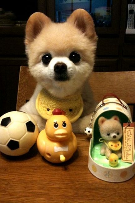 Shunsuke - a legszebb kutya japan 1 (Shunsuke legbájosabb) Shunsuke - a legszebb kutya japan 1