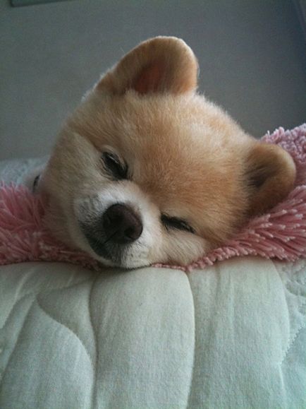 Shunsuke - a legszebb kutya japan 1 (Shunsuke) Shunsuke - a legszebb kutya japan 1