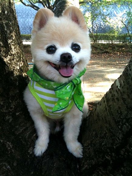 Shunsuke - a legszebb kutya japan 1 (a legjobb) Shunsuke - a legszebb kutya japan 1