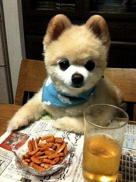 Shunsuke - a legszebb kutya japan 1 (hangulatos) Shunsuke - a legszebb kutya japan 1