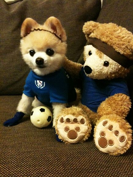 Shunsuke - a legszebb kutya japan 1 (Shunsuke) Shunsuke - a legszebb kutya japan 1