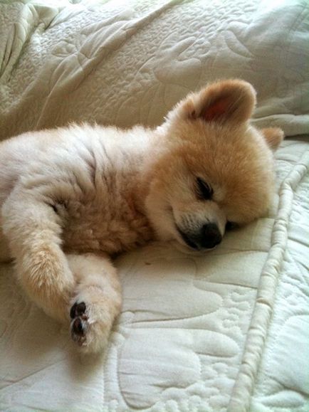 Shunsuke - a legszebb kutya japan 1 (Shunsuke) Shunsuke - a legszebb kutya japan 1