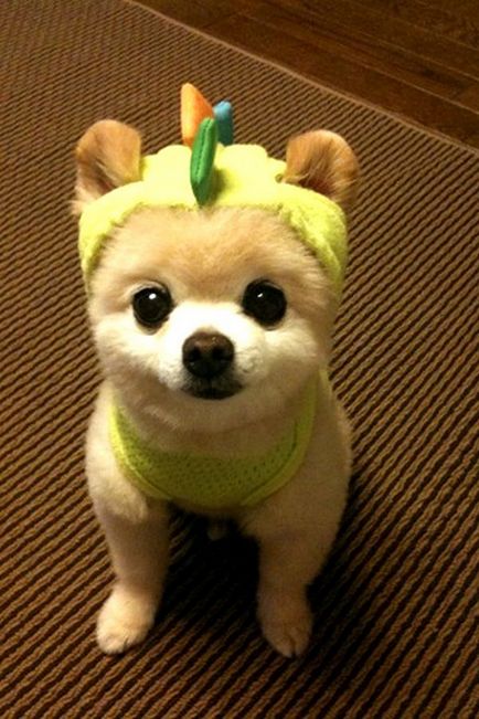 Shunsuke - a legszebb kutya japan 1 (hangulatos) Shunsuke - a legszebb kutya japan 1