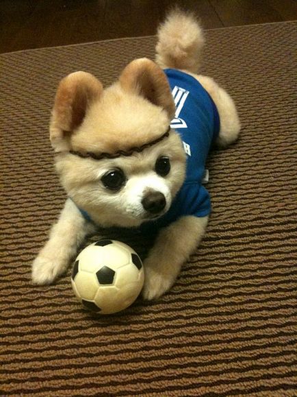 Shunsuke - a legszebb kutya japan 1 (a legjobb) Shunsuke - a legszebb kutya japan 1