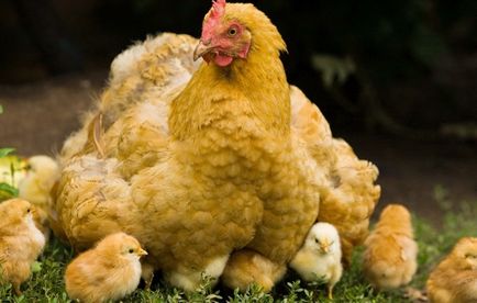 Hány napot telepszenek csirke