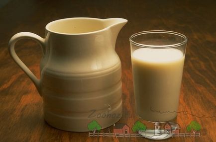 Hány liter tejet egy kecske ad napi áttekintést és fotók (tej) Hány liter tejet egy kecske ad napi áttekintést és fotók