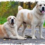 Mennyibe kerül a bolha nyakörvek kutyák számára