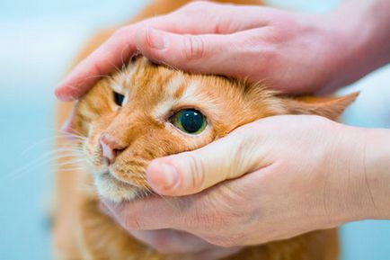 Vizenyős szemek egy macska okok kezelése és megelőzése