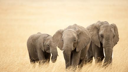 Elefántok, Animal Encyclopedia