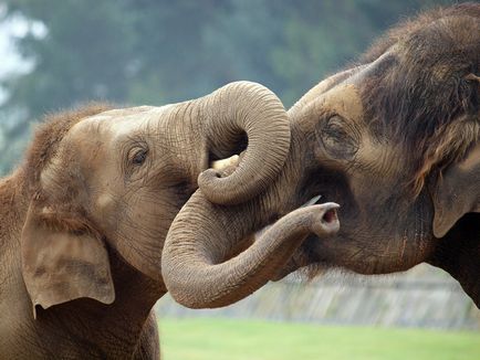 Elefántok, Animal Encyclopedia