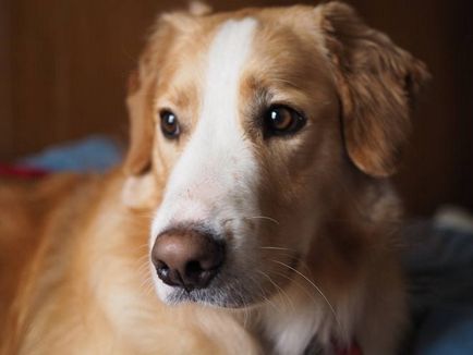 Dog köhögés okok, tünetek, kezelés
