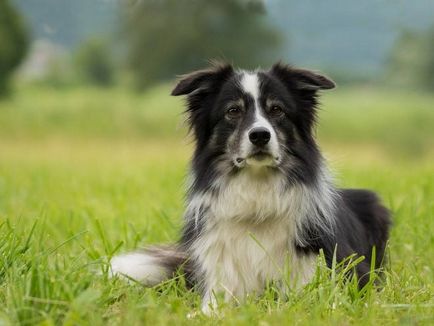 Dog köhögés okok, tünetek, kezelés