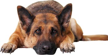 Dog Német juhászkutya jellegét, tartalmát és képzési németjuhász