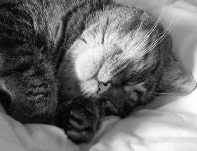 Pihenés és alvás macskák