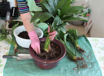 Spathiphyllum transzplantációs mesterkurzus, és képeket a lépéseket