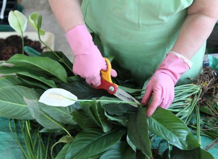 Spathiphyllum transzplantációs mesterkurzus, és képeket a lépéseket