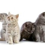 Nyugodt macska fajta a lakás és a gyermekek, fotó, leírás, ár, ház, fogása egerek, otthon