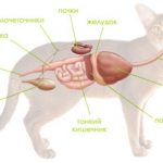 A rohamok macskáknál okok és a kezelés, mi a teendő, és függetlenül attól, hogy a halála előtt és után sterilizálni